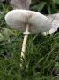 Day04 - 27 * Mushroom